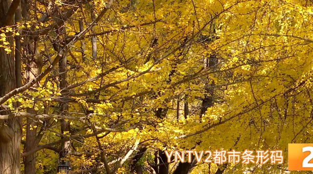 “金毯”已铺！云大这条网红大道的浪漫，藏着一份宠爱