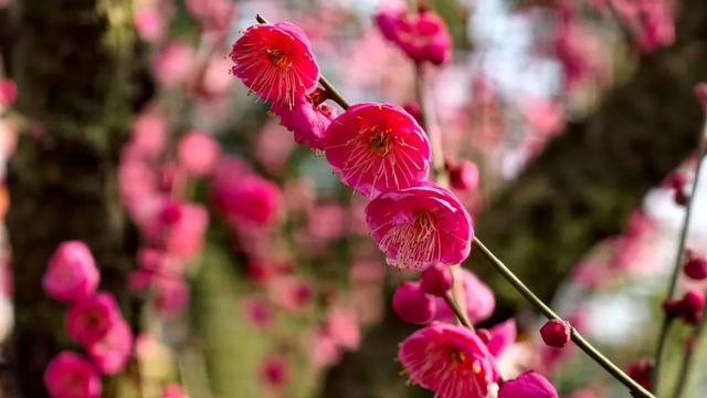 限时“梅”景！郫都这座千年古寺，藏着冬日最治愈的禅意与浪漫