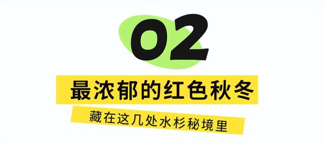 地铁直达！免费！成都20个绝美赏秋地，银杏水杉梧桐红枫限时上演！就在家门口！