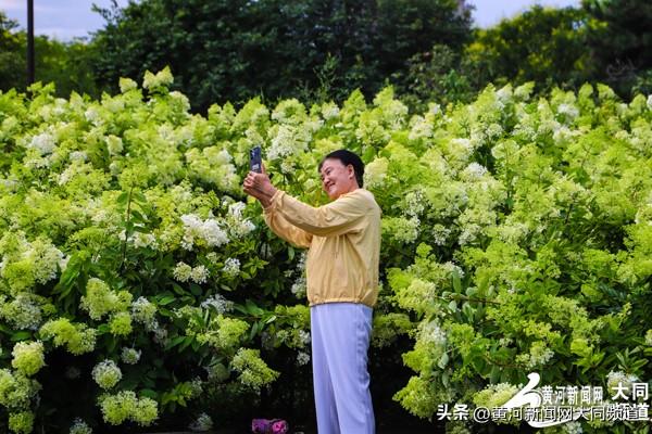 大同古城南城墙绣球花绽放 吸引众多游客市民