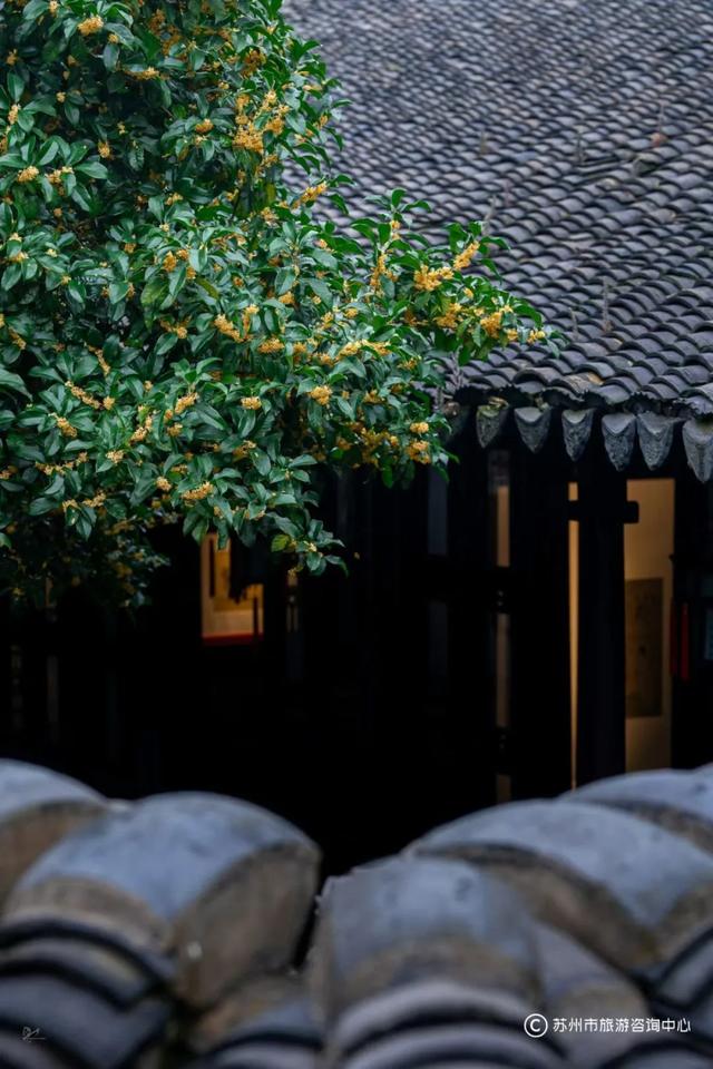 “香香”模式即将开启，桂花味线路给你准备好啦