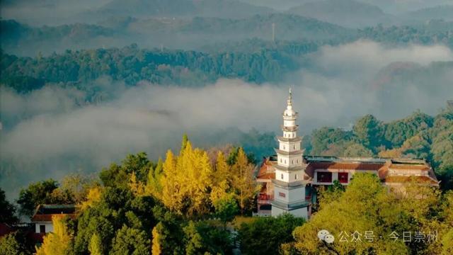 速来→崇州正上演初冬金色浪漫大片！