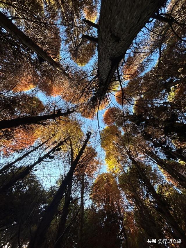 美！美美美！昆明超全水杉打卡地来袭！保姆级攻略快收藏，周末一定要冲~
