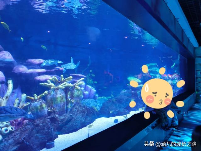最新天津极地海洋馆一日游攻略——亲测实用!所有演出都可看完!