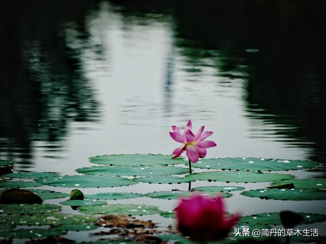 骑上我的小毛驴去遛弯