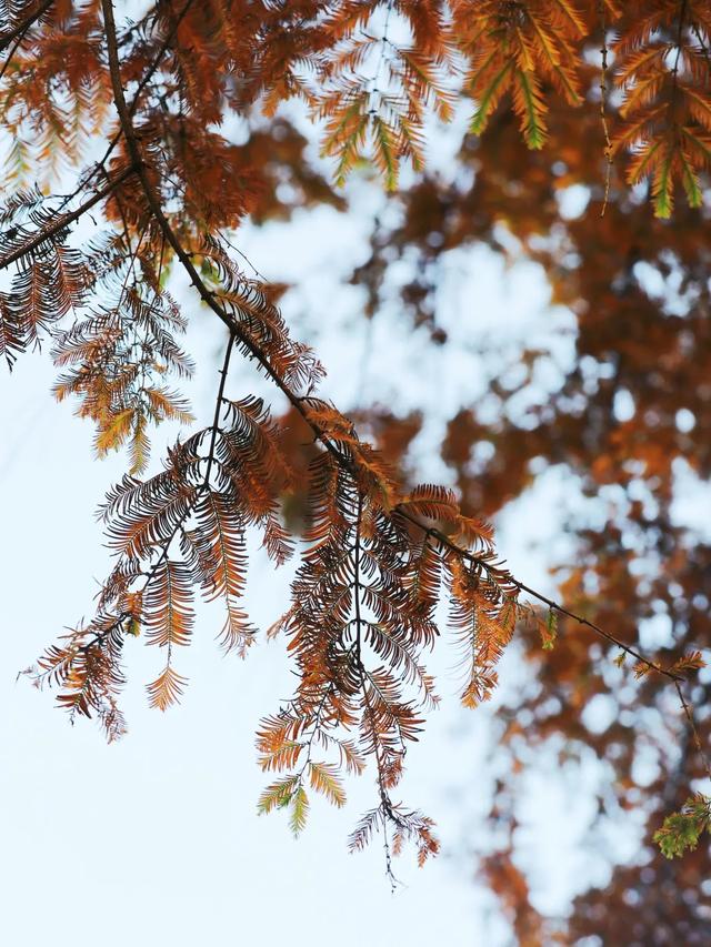 十一月,在平桥遇见一场慢时光