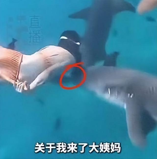 惊险！女子生理期潜水被鲨鱼咬伤，专家：血腥味有刺激