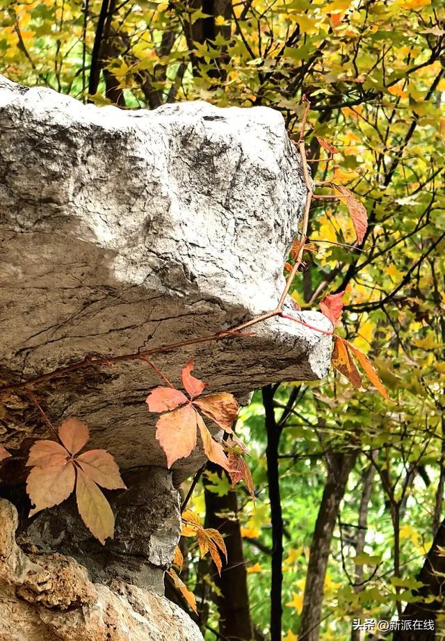 立冬已至，潍坊的秋意仍浓，这里的风景绝美