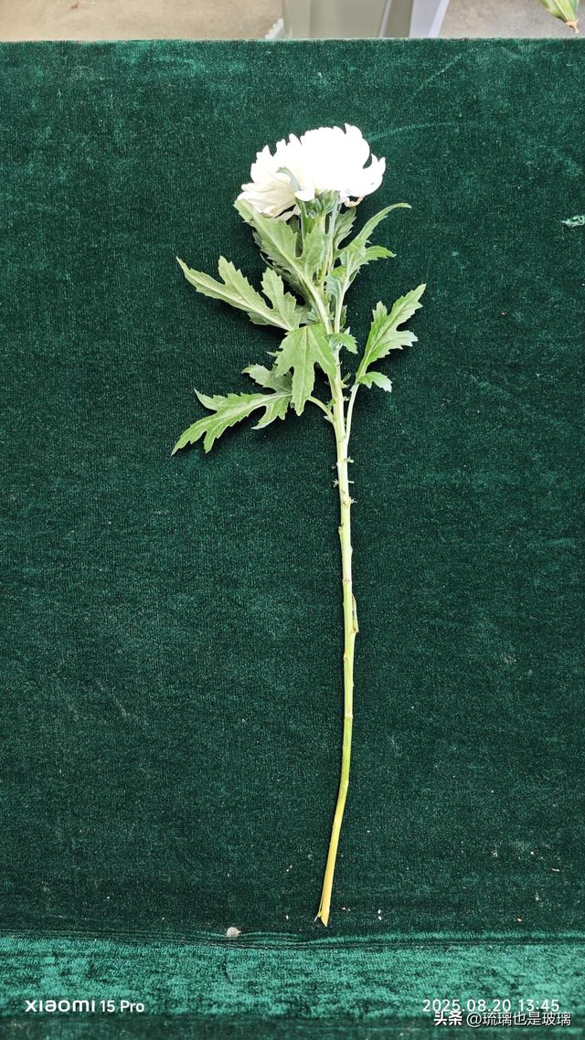 思念永恒——永远怀念敬爱的周总理