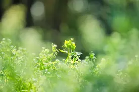 华中师范大学2025年高校专项计划招生简章图片