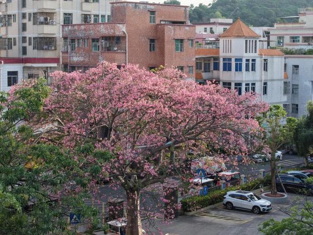 龙岗秋冬浪漫打卡指南来了！瀑布花海、空中花路…这份粉色攻略快收好！