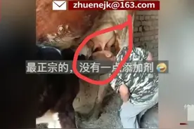 笑麻了！垂髫幼童霸气与小牛犊抢喝牛奶冲上热搜，笑趴在评论区！图片