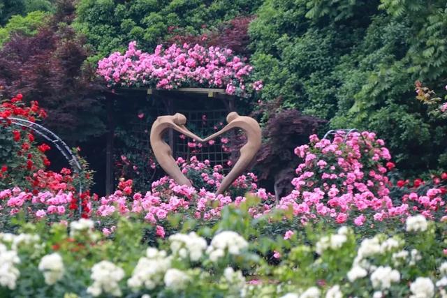 太仓版“玫瑰的故事”，浪漫开篇！