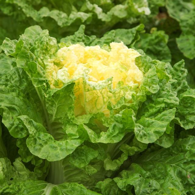 娃娃菜“抱球”有秘诀！浇水施肥掌握这几个诀窍，种出紧实好菜！