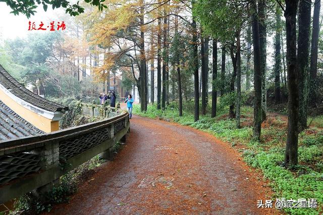 金黄耀眼的金钱松林间，隐逸的城墙如长城，有何秘密？