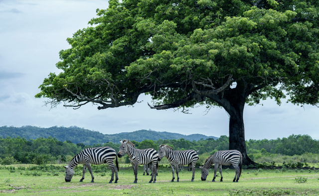 正式官宣！菲律宾对华免签！最全攻略看这里