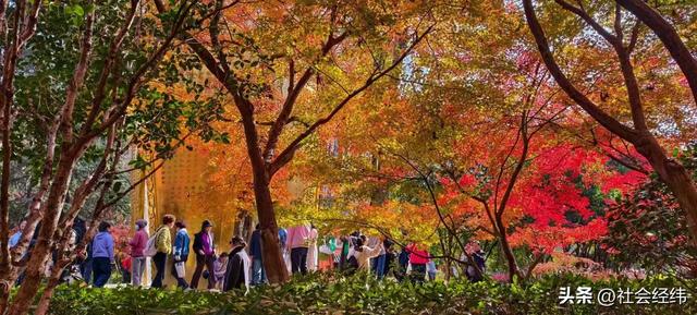 枫染栖霞醉金陵！明秀山红叶铺就秋日限定画卷