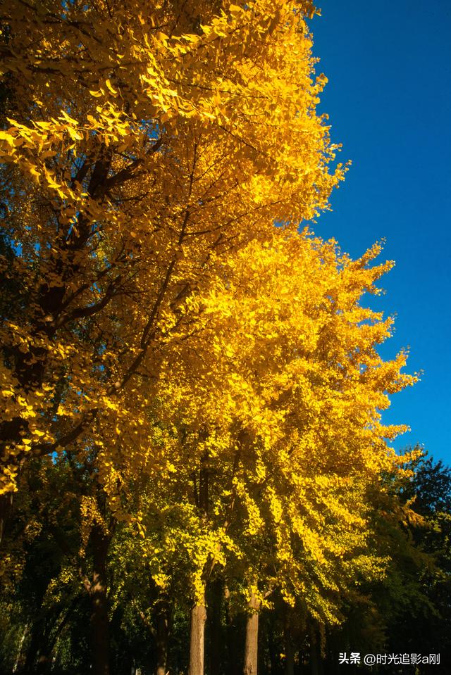 这么近那么美，银杏里的河北最美！