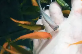 火遍全国的这种“小鱼啃脚Spa”，你可知有多大健康风险？图片