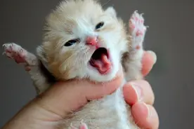 猫咪“一生”，会经历这5个阶段，你的猫在第几个阶段？图片