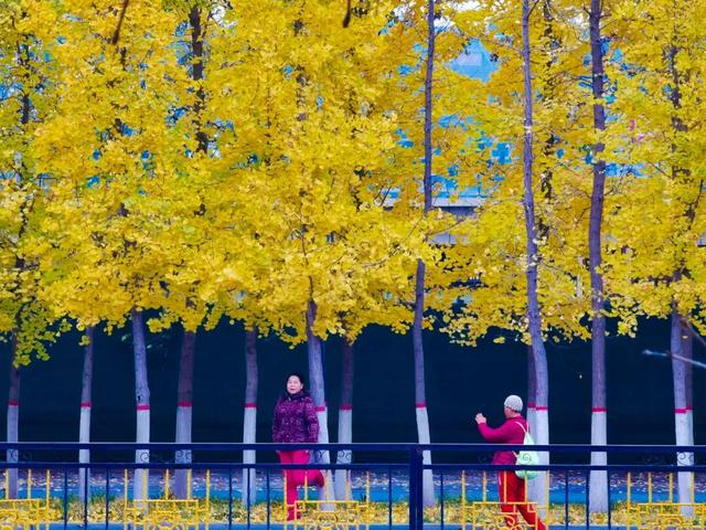 “枫”景正好！开封最美秋色已上线！