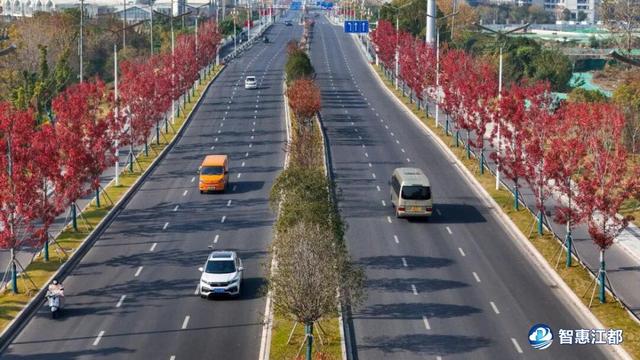 刷屏预警！江都这条红枫大道藏不住了，美到窒息！