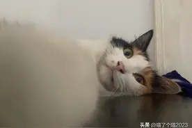 细节决定成败，带猫搬家，稍有疏忽也将后悔莫及图片