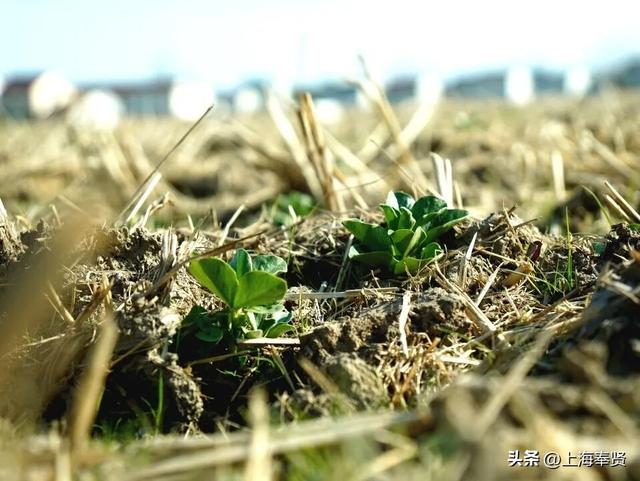 ​​诗游五四村：来一场诗词与金色田园​的浪漫邂逅