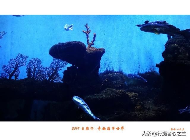 山东行游影记（90）—日照奇趣海洋世界（一）