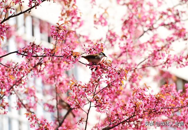 六盘水市水城河畔冬樱和梅花盛开鸟语花香引客来