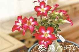 沙漠玫瑰魅力绽放！一同畅游国家5A级景区厦门园林植物园图片