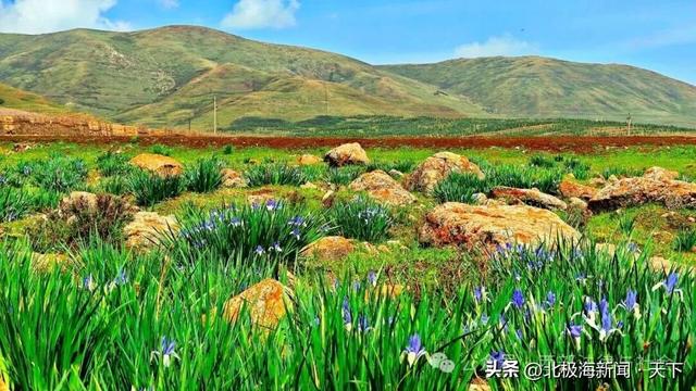 甘肃临洮马啣山：赴一场融传说、历史与花海的浪漫之约