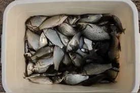 钓鲫鱼用哪种鱼钩好？从这三种鱼钩里面选，错不了！图片