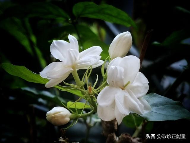 岁月安然，心已素闲，愿你一路悲欢，一路遇见