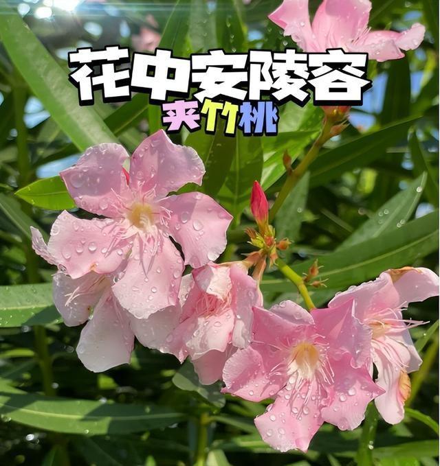 阴花不能进阳宅！这5种花“打死”也不养，家里若有？快挪走！