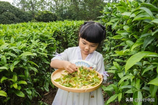 四川研学放大招！三年规划冲刺百亿产业，跟着课本游天府机会来了