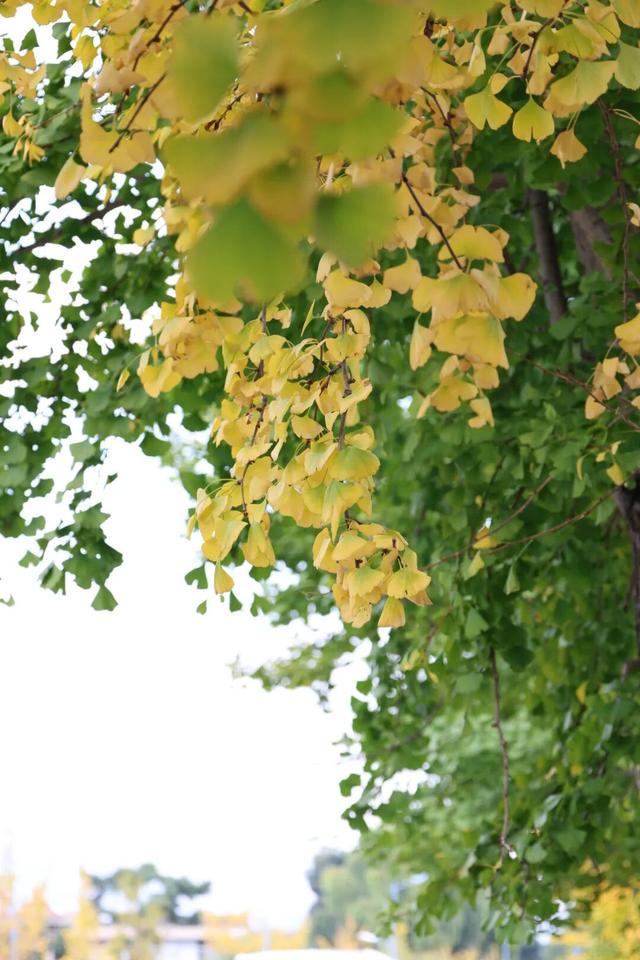 大理古城“金”彩上线！