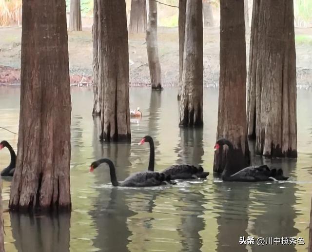 宁国红杉林：观赏指数Ⅱ级！