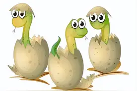 男子捡赤练蛇回家给孩子开眼，当晚蛇下了一窝蛋，蛇如何生蛋的？图片