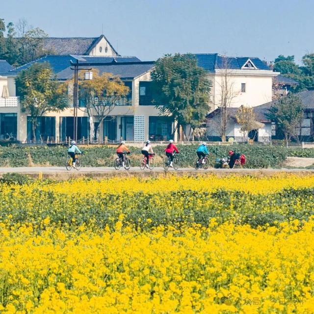 崇州第一波油菜花开了，在这里……