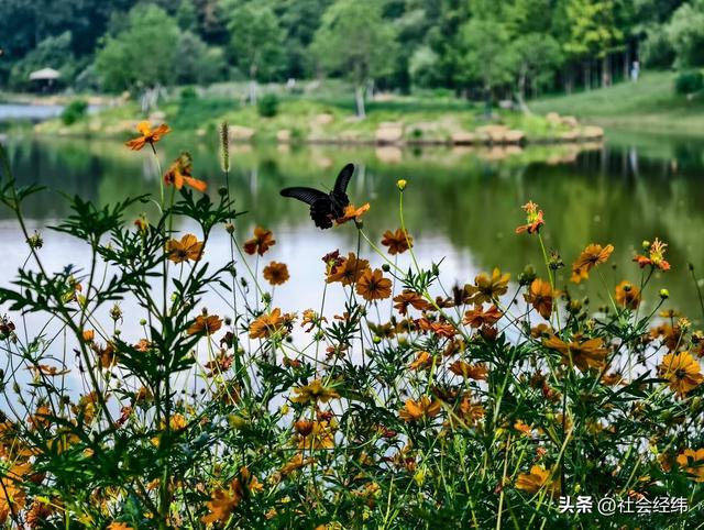 每日一景|幽湖清溪·琵琶湖公园