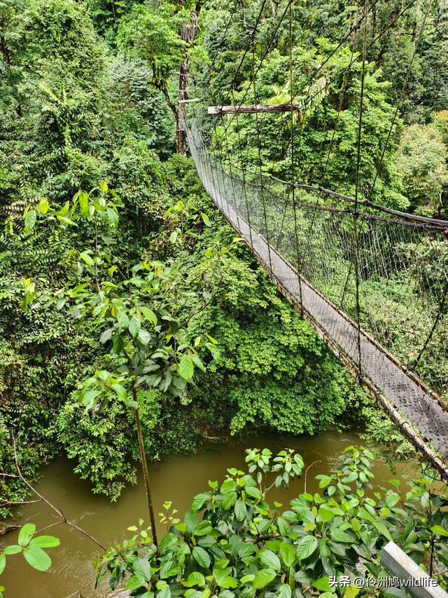 马来西亚(31)砂拉越州⑤姆鲁山canopy树冠高空漫游