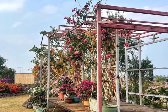 深度赏析海南三角梅赏花周6个最美花园 | 动态