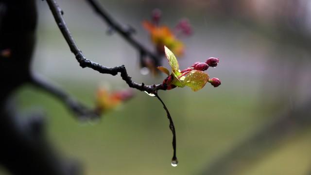 100句带“春”字的古诗词名句：并注明作者、朝代及出处