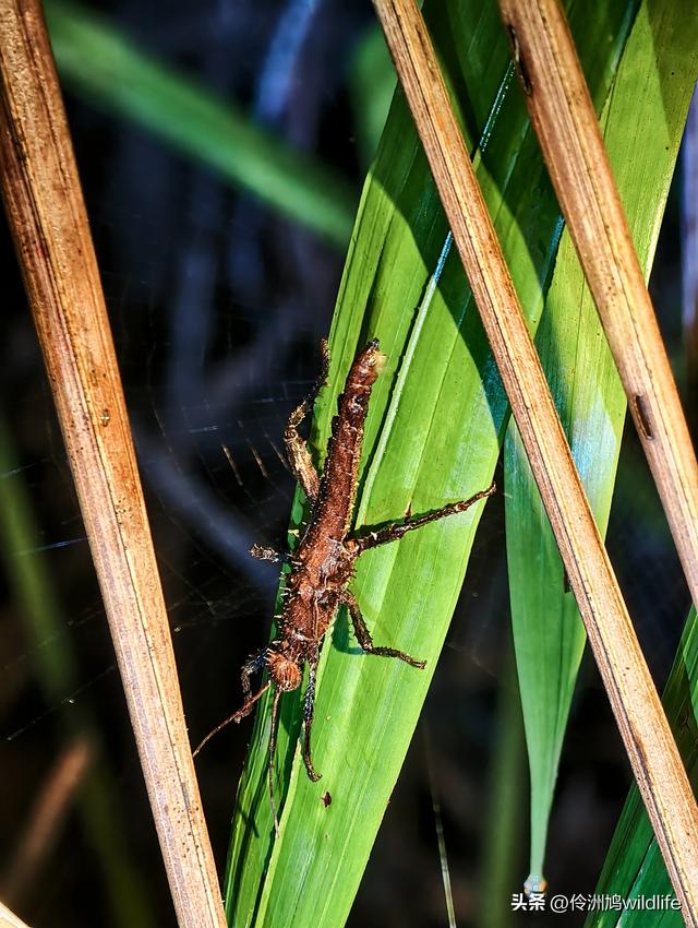 马来西亚(36)砂拉越州⑩峇哥国家公园夜间徒步体验