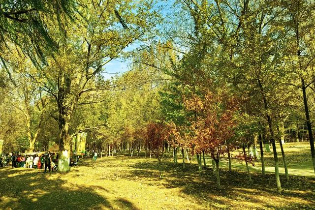 沈阳这些地方太美了!赏秋倒计时,错过等一年!