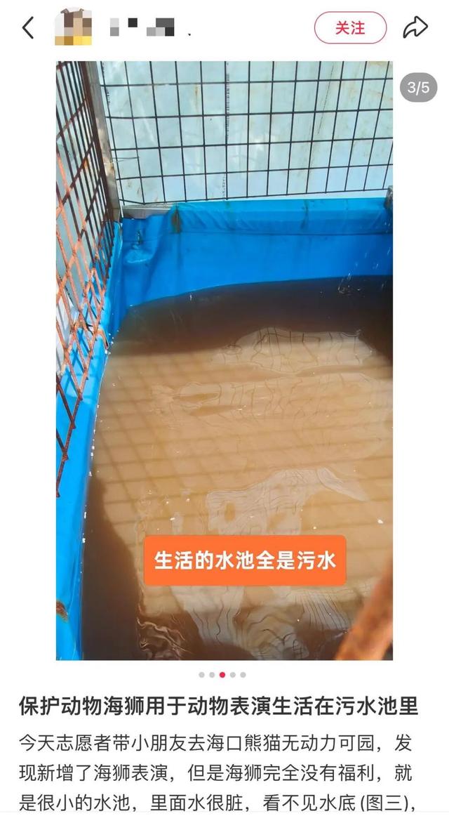 游客称海南海口熊猫无动力亲子乐园海狮生活的水池很脏，乐园：已暂停海狮表演