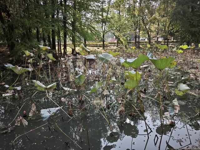与残荷相遇：繁华落尽后的从容与坚守