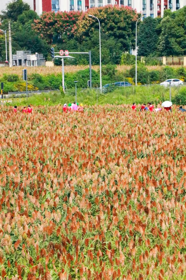 🧡秋日限定！郫都这片红高粱地超出片~