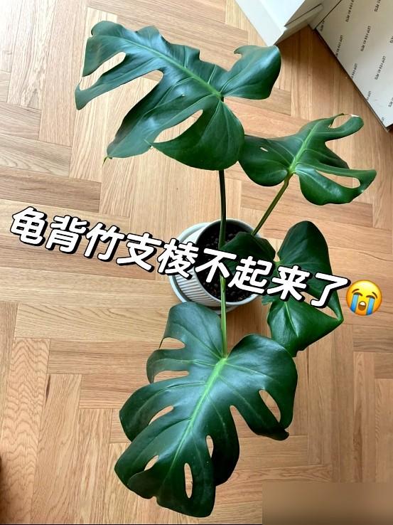 “阴花不能进阳宅”！家里若有这5种花，请赶紧“搬出去”！